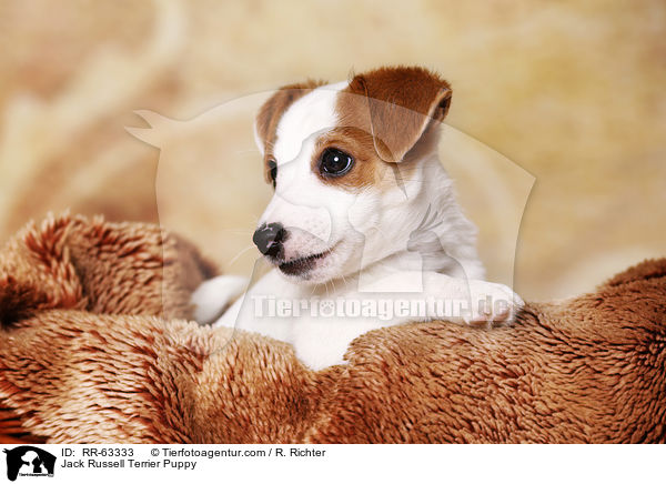 Jack Russell Terrier Welpe / Jack Russell Terrier Puppy / RR-63333