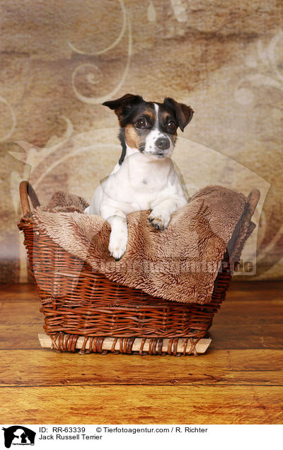 Jack Russell Terrier / Jack Russell Terrier / RR-63339