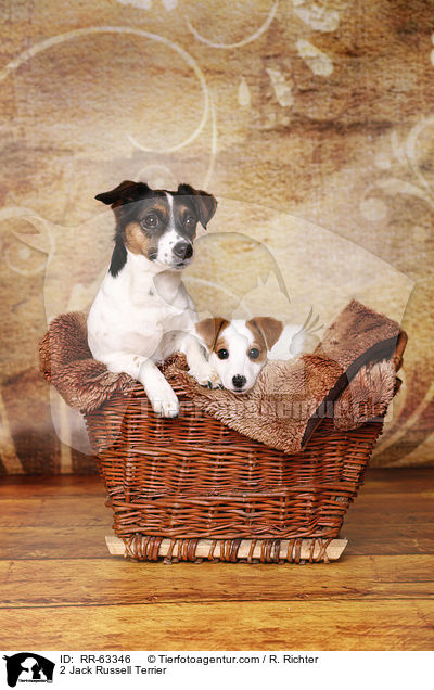 2 Jack Russell Terrier / 2 Jack Russell Terrier / RR-63346