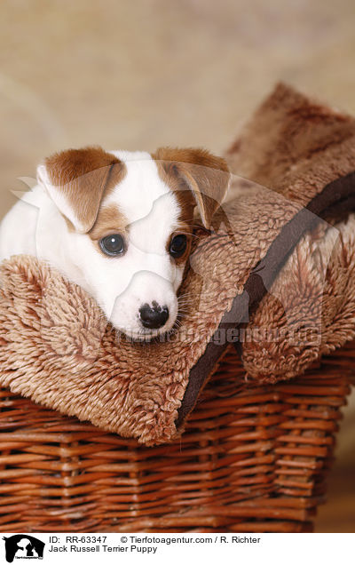 Jack Russell Terrier Welpe / Jack Russell Terrier Puppy / RR-63347