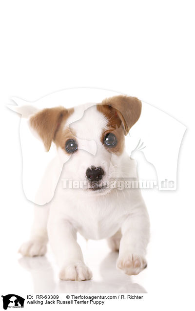 laufender Jack Russell Terrier Welpe / walking Jack Russell Terrier Puppy / RR-63389
