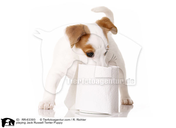 spielender Jack Russell Terrier Welpe / playing Jack Russell Terrier Puppy / RR-63393