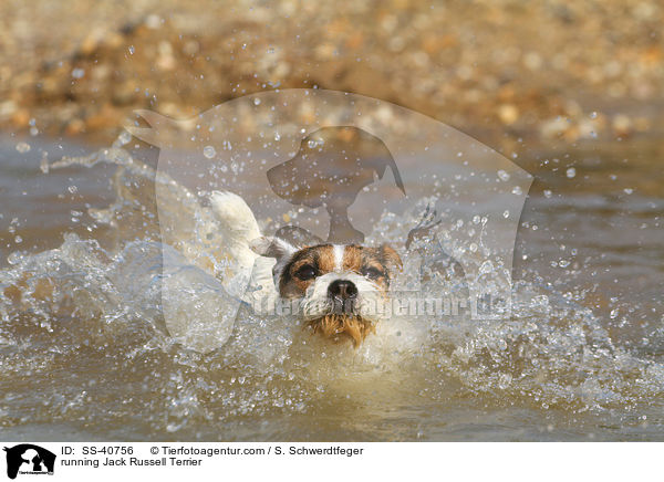 running Jack Russell Terrier / SS-40756