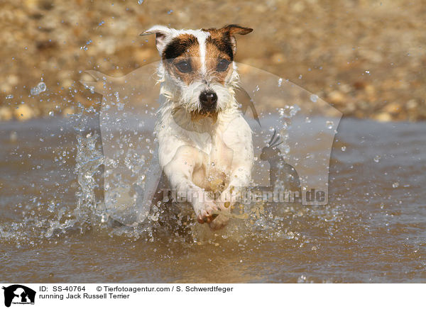 running Jack Russell Terrier / SS-40764
