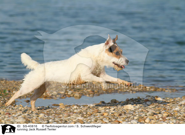 running Jack Russell Terrier / SS-40816