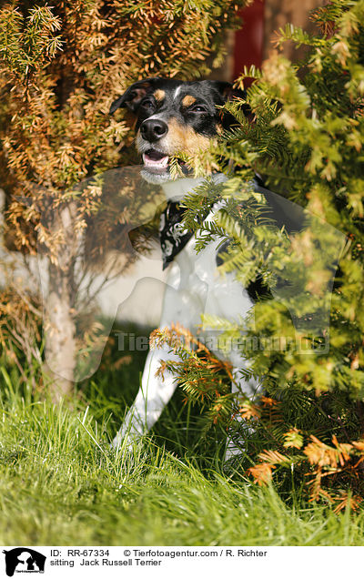 sitzender Jack Russell Terrier / sitting  Jack Russell Terrier / RR-67334