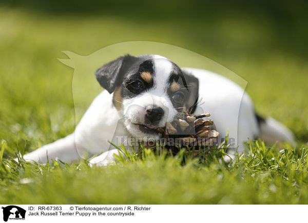 Jack Russell Terrier Welpe im Grnen / Jack Russell Terrier Puppy in the countryside / RR-67363