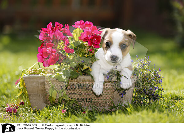 Jack Russell Terrier Welpe im Grnen / Jack Russell Terrier Puppy in the countryside / RR-67369