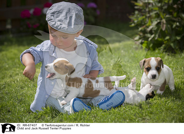 Child and Jack Russell Terrier Puppies / RR-67407