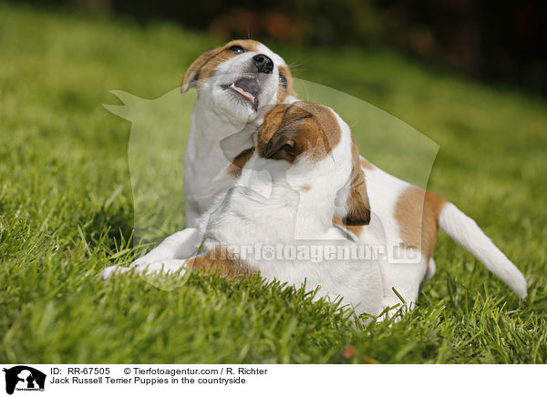 Jack Russell Terrier Puppies in the countryside / RR-67505