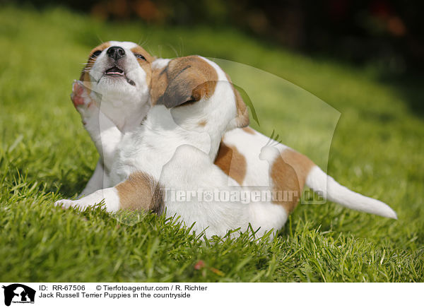 Jack Russell Terrier Puppies in the countryside / RR-67506