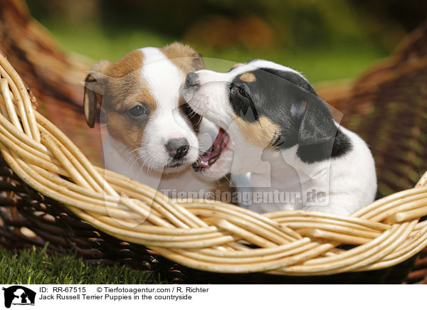 Jack Russell Terrier Puppies in the countryside / RR-67515