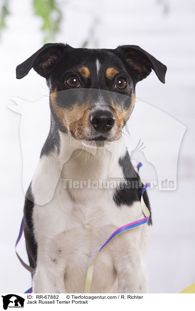 Jack Russell Terrier Portrait / Jack Russell Terrier Portrait / RR-67882