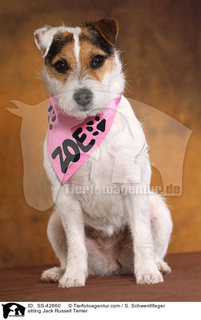 sitzender Parson Russell Terrier / sitting Parson Russell Terrier / SS-42660
