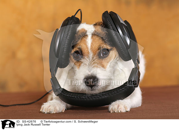 liegender Parson Russell Terrier / lying Parson Russell Terrier / SS-42676