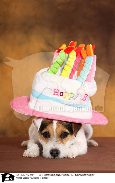 liegender Parson Russell Terrier / lying Parson Russell Terrier / SS-42701