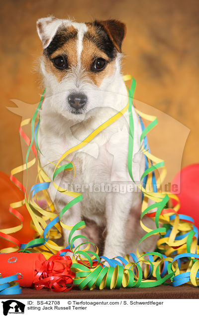 sitzender Parson Russell Terrier / sitting Parson Russell Terrier / SS-42708