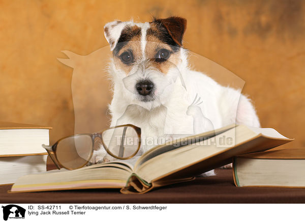 liegender Parson Russell Terrier / lying Parson Russell Terrier / SS-42711