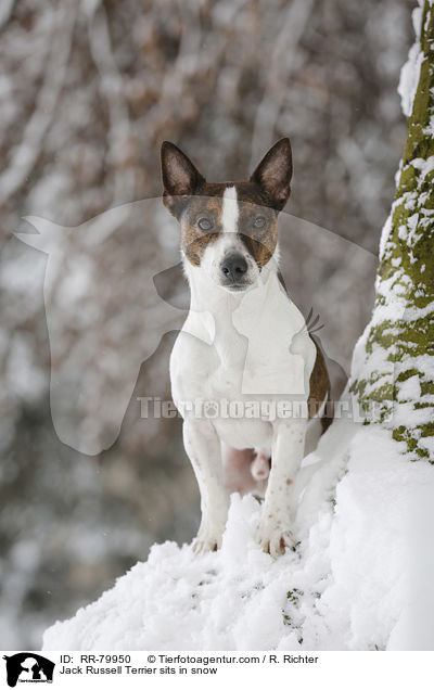 Jack Russell Terrier sits in snow / RR-79950