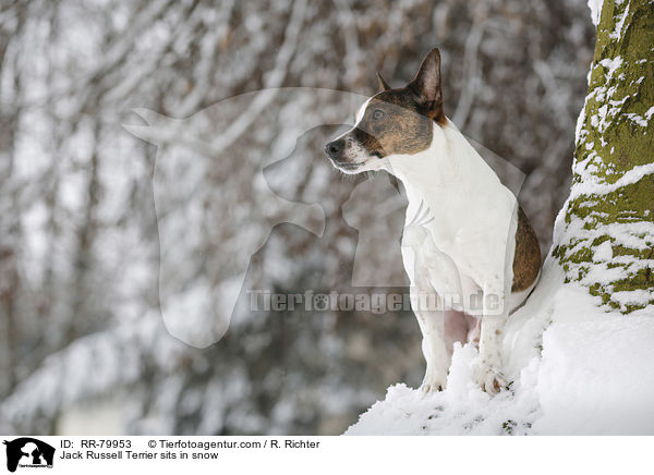 Jack Russell Terrier sitz im Schnee / Jack Russell Terrier sits in snow / RR-79953