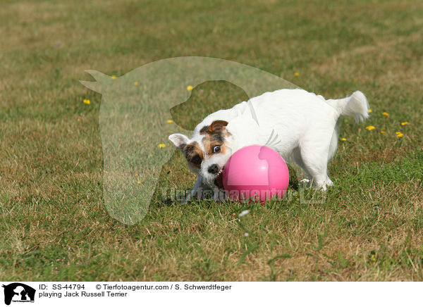 spielender Parson Russell Terrier / playing Parson Russell Terrier / SS-44794