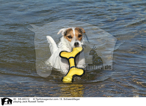 spielender Parson Russell Terrier / playing Parson Russell Terrier / SS-46312