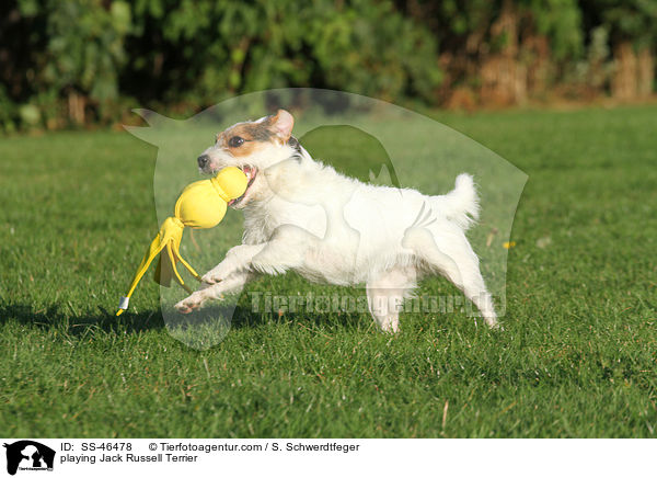 spielender Parson Russell Terrier / playing Parson Russell Terrier / SS-46478