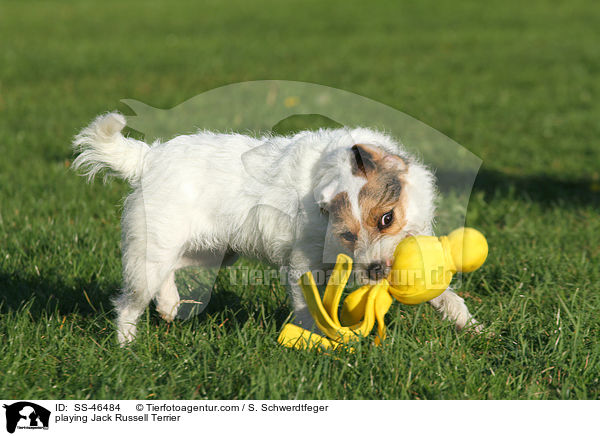 spielender Parson Russell Terrier / playing Parson Russell Terrier / SS-46484