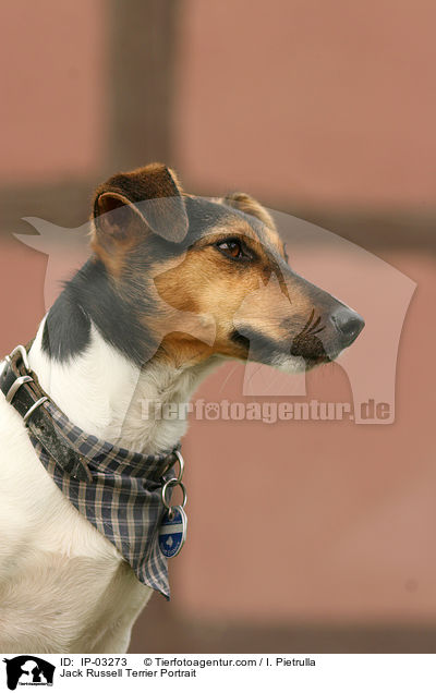 Jack Russell Terrier Portrait / Jack Russell Terrier Portrait / IP-03273