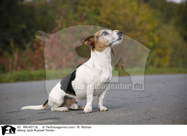 sitzender Jack Russell Terrier / sitting Jack Russell Terrier / RR-95718