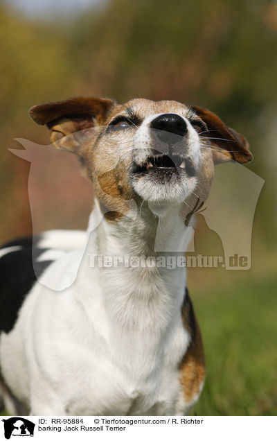 bellender Jack Russell Terrier / barking Jack Russell Terrier / RR-95884