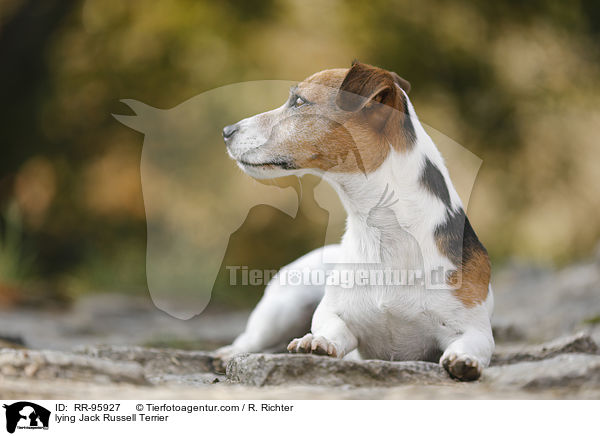 liegender Jack Russell Terrier / lying Jack Russell Terrier / RR-95927