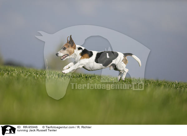 rennender Jack Russell Terrier / running Jack Russell Terrier / RR-95946
