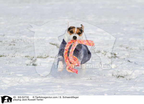 spielender Jack Russell Terrier / playing Jack Russell Terrier / SS-52730
