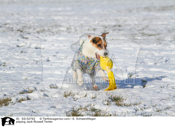 spielender Jack Russell Terrier / playing Jack Russell Terrier / SS-52762