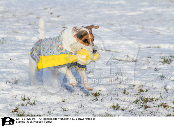 spielender Jack Russell Terrier / playing Jack Russell Terrier / SS-52769