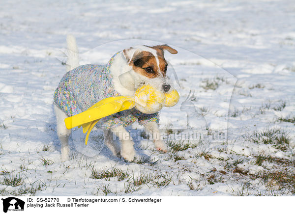 spielender Jack Russell Terrier / playing Jack Russell Terrier / SS-52770