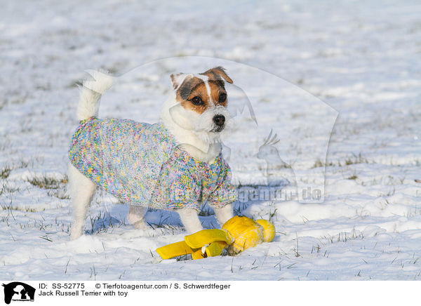 Jack Russell Terrier mit Spielzeug / Jack Russell Terrier with toy / SS-52775