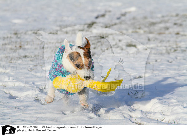 spielender Jack Russell Terrier / playing Jack Russell Terrier / SS-52799