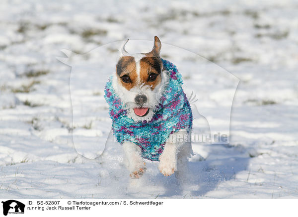 rennender Jack Russell Terrier / running Jack Russell Terrier / SS-52807