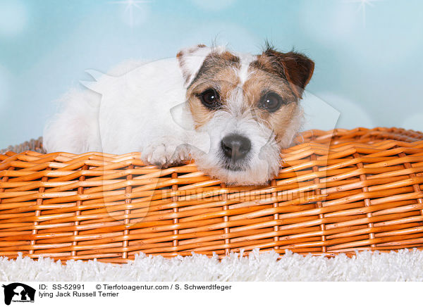 liegender Jack Russell Terrier / lying Jack Russell Terrier / SS-52991