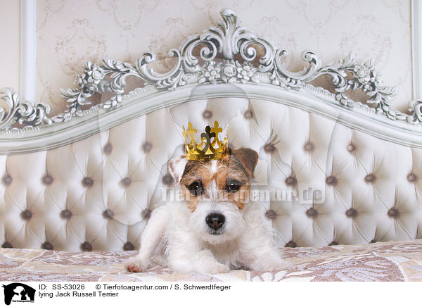 liegender Jack Russell Terrier / lying Jack Russell Terrier / SS-53026
