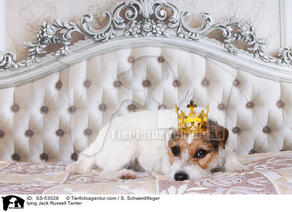 liegender Jack Russell Terrier / lying Jack Russell Terrier / SS-53028