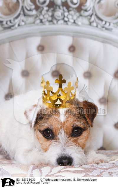 liegender Jack Russell Terrier / lying Jack Russell Terrier / SS-53033