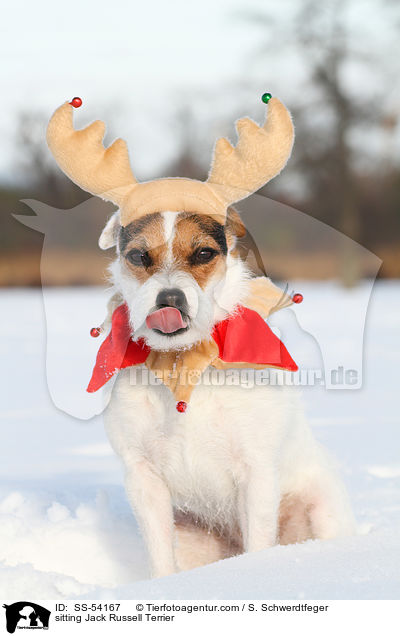 sitzender Jack Russell Terrier / sitting Jack Russell Terrier / SS-54167