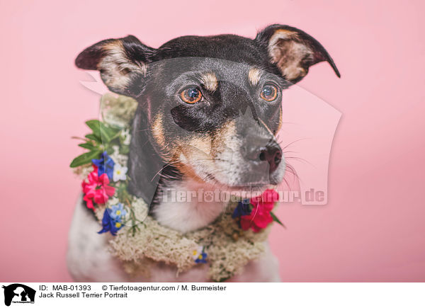 Jack Russell Terrier Portrait / Jack Russell Terrier Portrait / MAB-01393