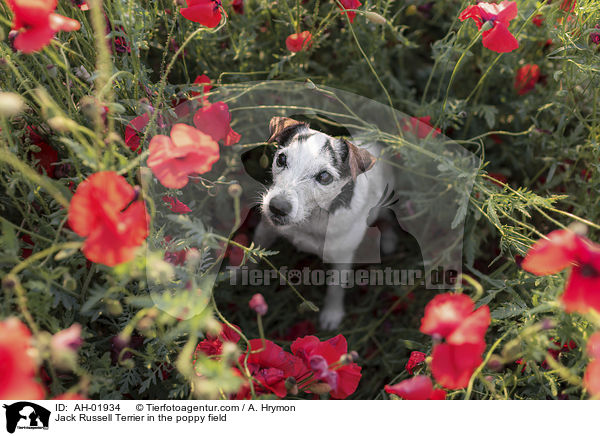 Jack Russell Terrier im Mohnfeld / Jack Russell Terrier in the poppy field / AH-01934