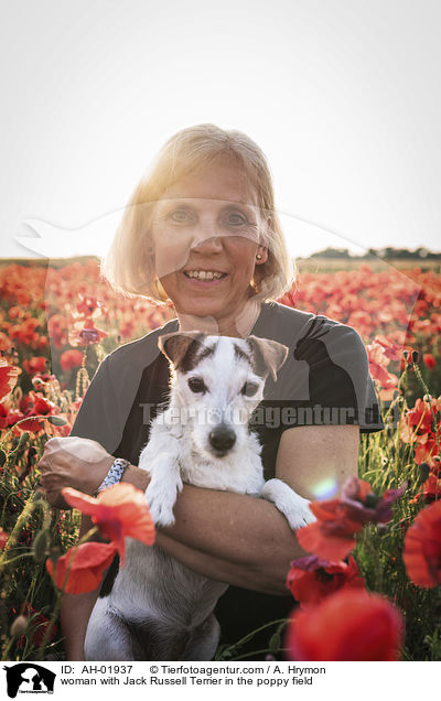 Frau mit Jack Russell Terrier im Mohnfeld / woman with Jack Russell Terrier in the poppy field / AH-01937