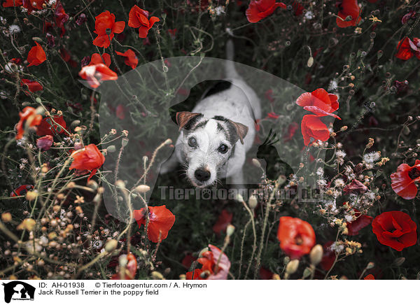 Jack Russell Terrier im Mohnfeld / Jack Russell Terrier in the poppy field / AH-01938