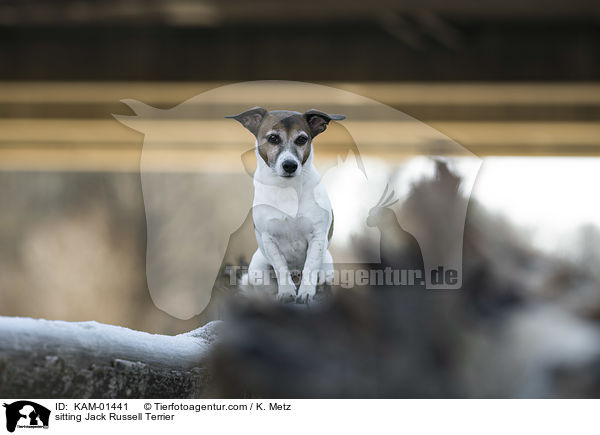 sitzender Jack Russell Terrier / sitting Jack Russell Terrier / KAM-01441
